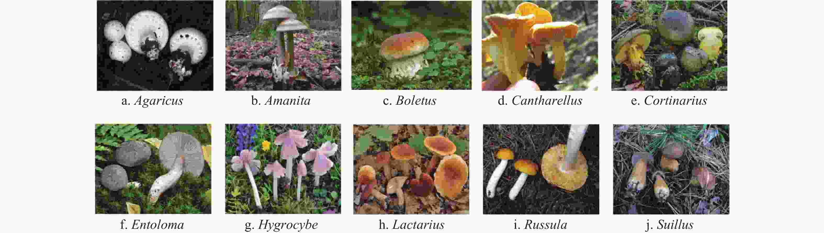 Classification of wild mushrooms based on improved ShuffleNetV2