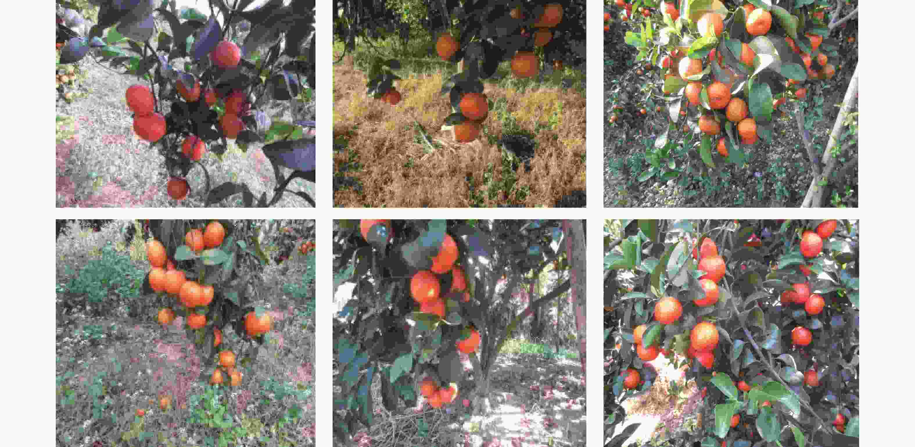 Citrus fruit detection based on an improved YOLOv5 under natural